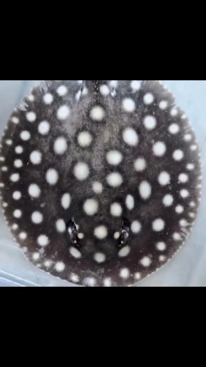 純血皇冠黑白魟魚多久能長大？，純血皇冠黑白魟魚的成魚體長一般在10-20厘米以上