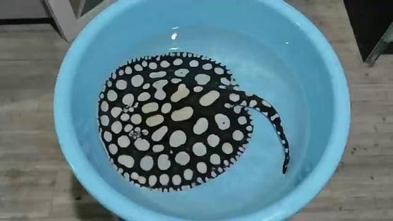 純血皇冠黑白魟魚多久能長大？，純血皇冠黑白魟魚的成魚體長一般在10-20厘米以上