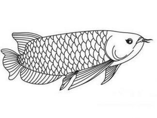 給我一張龍魚簡筆畫的參考圖，如何畫龍魚的簡筆畫？