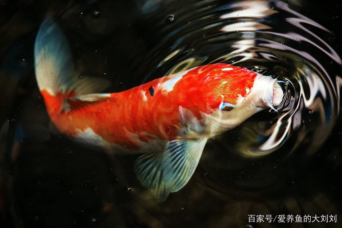 有哪些天然方法可以預(yù)防龍魚病癥，天然方法如何預(yù)防龍魚病癥