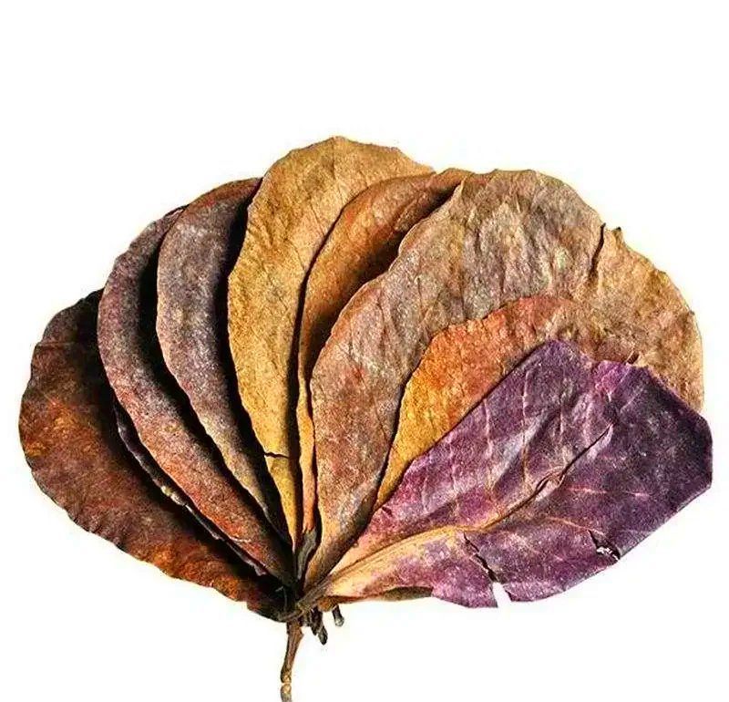 有哪些天然方法可以預(yù)防龍魚病癥，天然方法如何預(yù)防龍魚病癥