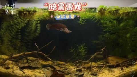 有哪些天然方法可以預防龍魚病癥，天然方法如何預防龍魚病癥