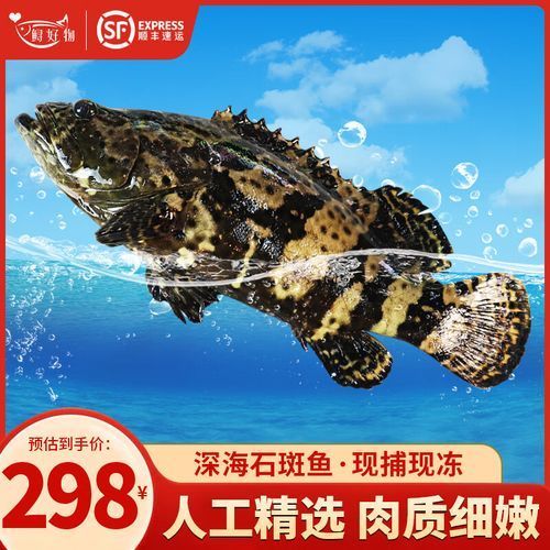龍躉魚的價格是多少，龍躉魚價格在每公斤50-100元人民幣之間