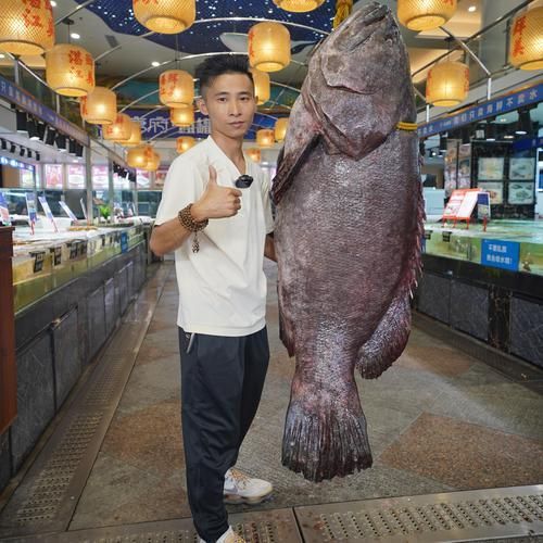 龍躉魚的價格是多少，龍躉魚價格在每公斤50-100元人民幣之間