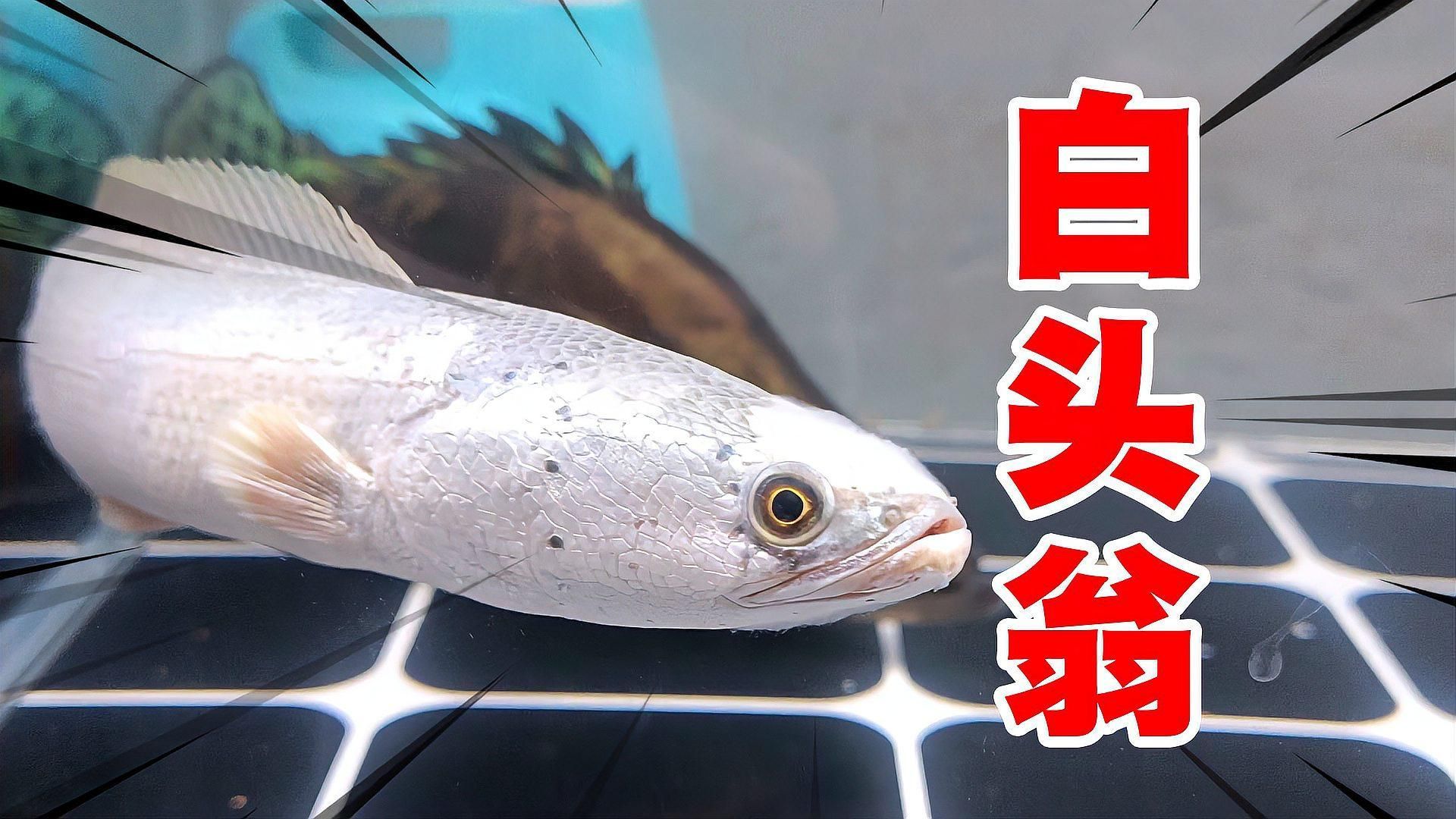 除了水霉病，還有哪些疾病會導(dǎo)致龍魚長白毛？，龍魚身上有白色絮狀物是什么原因