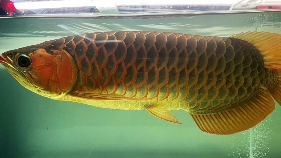 麻章龍魚的飼養方法