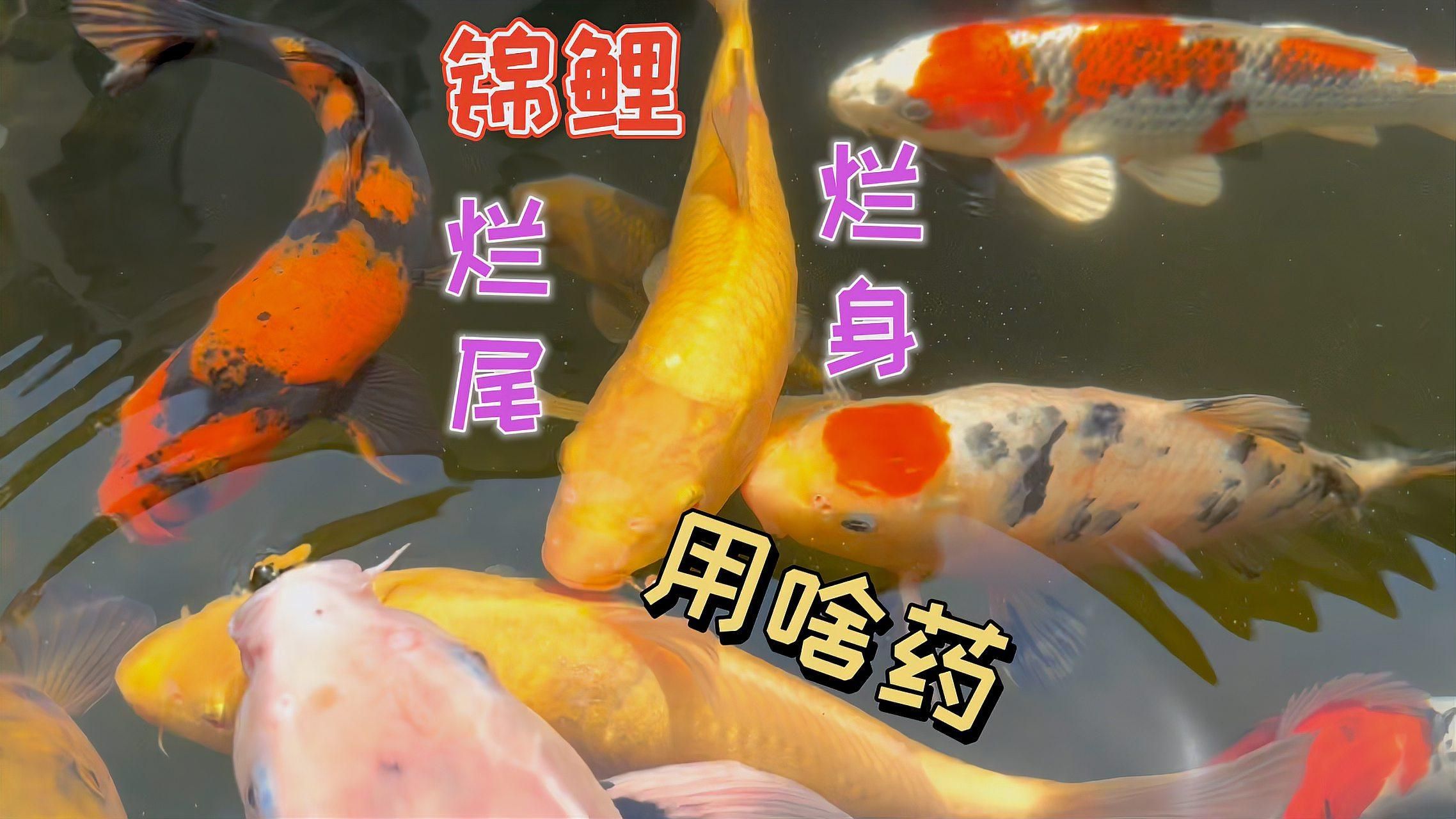 魚爛身爛尾用什么藥，魚爛身爛尾怎么辦