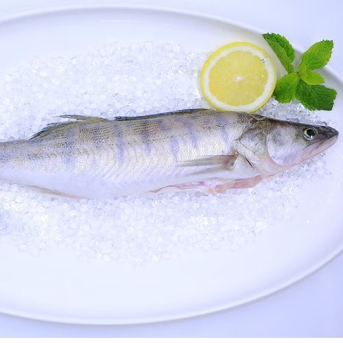 雪龍魚有哪些知名產(chǎn)品？