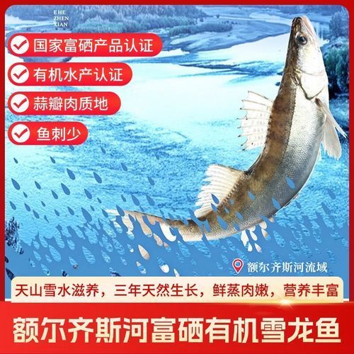 雪龍魚有哪些知名產(chǎn)品？