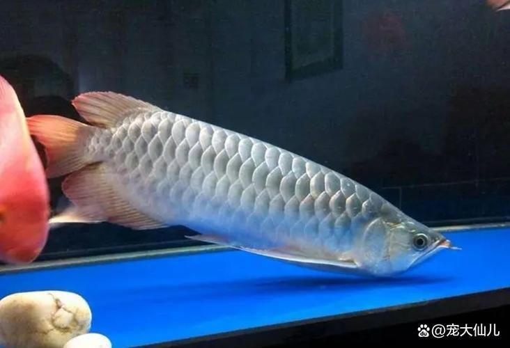 如何判斷龍魚是否因光線問題趴缸？，如何判斷龍魚是否因光線問題