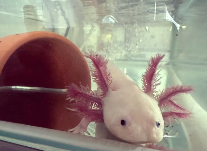 六角恐龍魚有哪些品種，六角恐龍魚有哪些品種,