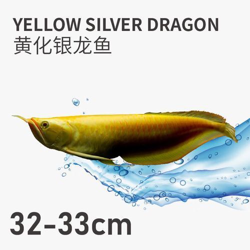 哪里可以購(gòu)買(mǎi)到白子黃化銀龍魚(yú)？，哪里可以購(gòu)買(mǎi)白子黃化銀龍魚(yú)