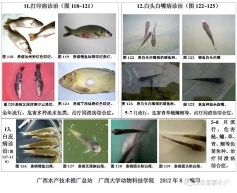 如何判斷龍魚(yú)是否感染白頭白嘴病？，如何判斷龍魚(yú)是否感染白頭白嘴病