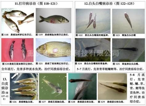 如何判斷龍魚(yú)是否感染白頭白嘴病？，如何判斷龍魚(yú)是否感染白頭白嘴病