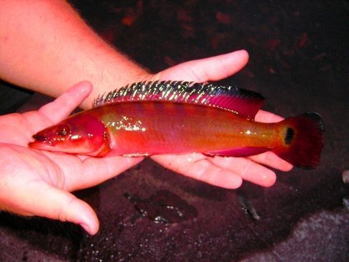 如何判斷胭脂孔雀龍魚的品質，如何判斷胭脂孔雀魚的品質？
