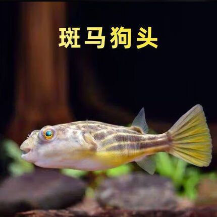 狗頭魚的價格范圍是多少？，狗頭魚價格范圍是多少