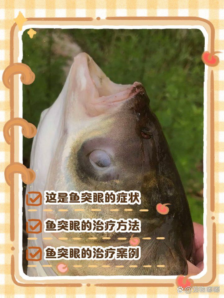 魚突眼最嚴重是什么情況，魚突眼是什么情況