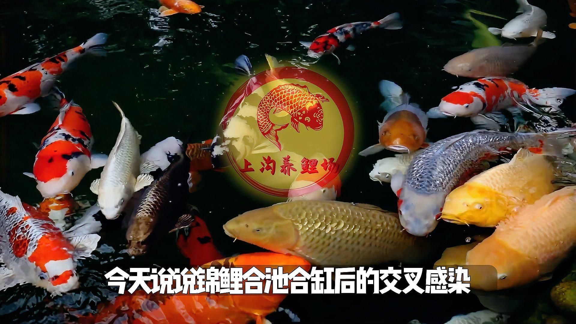 如何判斷自己是否感染了合缸交叉病原體，養(yǎng)魚時(shí)的“合缸交叉感染”是否感染了合缸交叉病原體