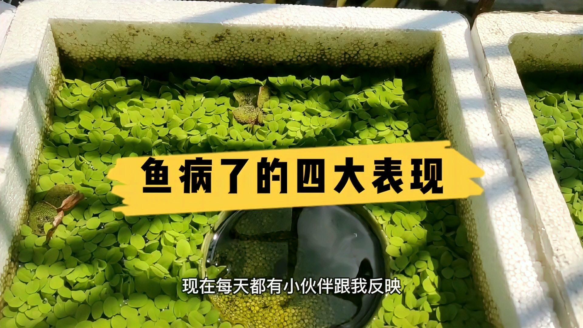 如何判斷魚是否需要用藥，如何判斷魚是否需要用藥，