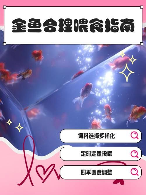 如何預防金魚肚子大炸鱗，如何預防金魚“肚子大炸鱗”