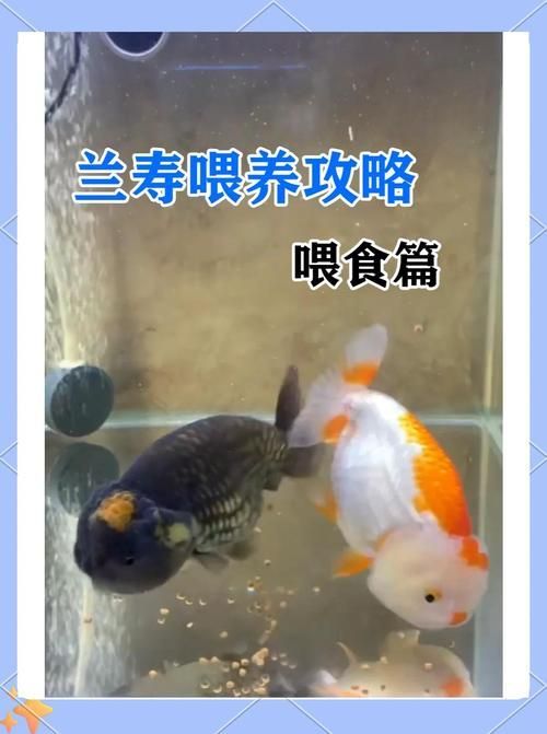 如何預防金魚肚子大炸鱗，如何預防金魚“肚子大炸鱗”