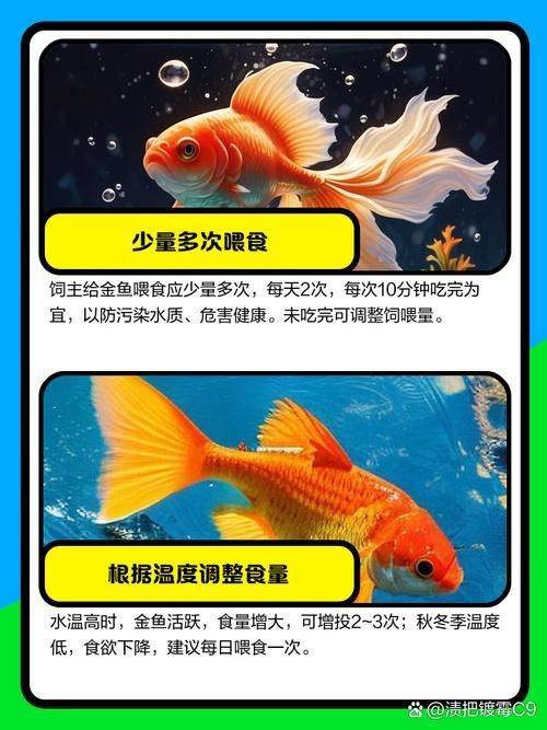 如何預防金魚肚子大炸鱗，如何預防金魚“肚子大炸鱗”