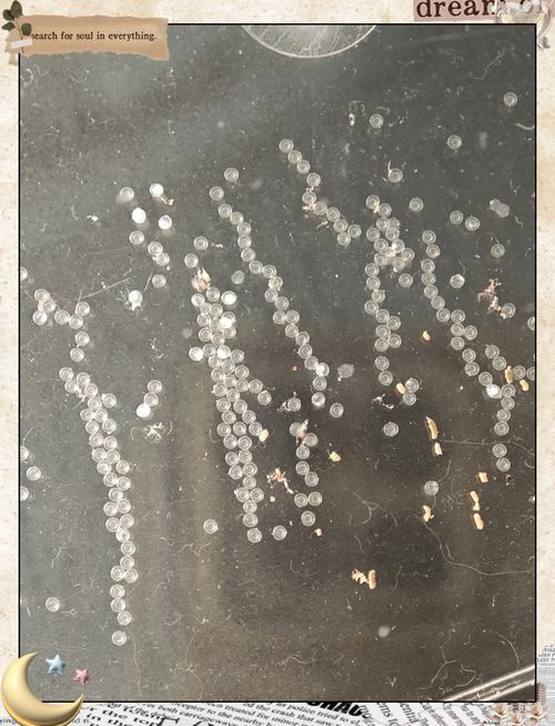 哪些因素會影響魚類的繁殖，影響魚類繁殖的因素