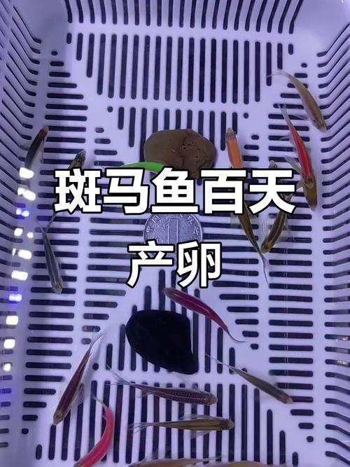 哪些因素會影響魚類的繁殖，影響魚類繁殖的因素