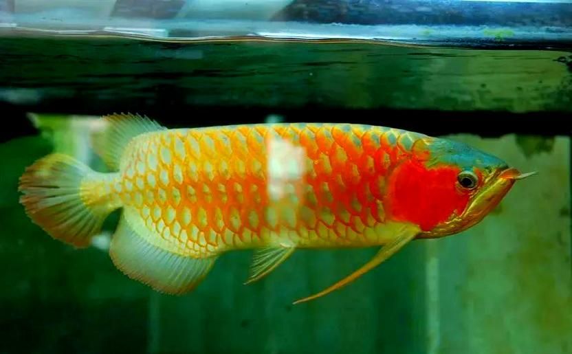 給我一些改善龍魚水質(zhì)與環(huán)境的圖片示例，如何改善龍魚水質(zhì)與環(huán)境