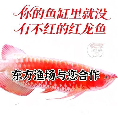 印尼紅龍漁場有哪些知名品牌，印尼紅龍漁場有哪些品牌