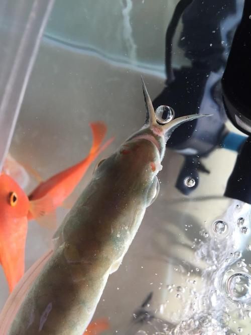 如何判斷龍魚嘴內側疙瘩是否感染？，——專業診斷龍魚嘴內側疙瘩是否感染