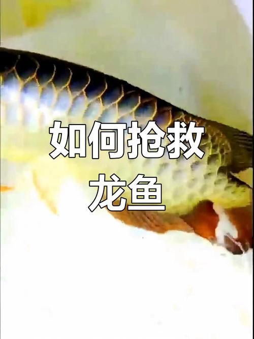 黑鱗龍魚中毒后如何急救，黑鱗龍魚中毒后的急救
