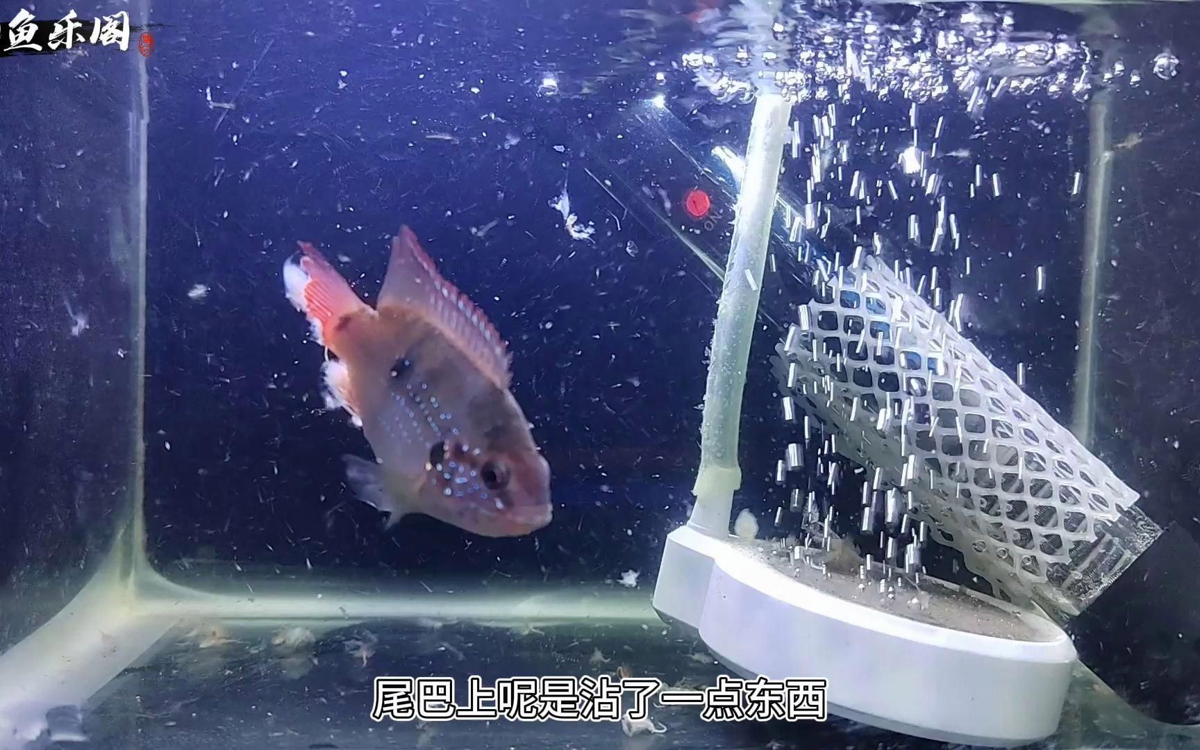 魚爛鰭爛尾后多久能恢復，觀賞魚爛鰭爛尾后多久能恢復,金龍魚多久換一次水