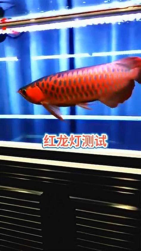 龍魚關(guān)燈后多久會恢復(fù)正常？，龍魚關(guān)燈后多久會恢復(fù)正常，