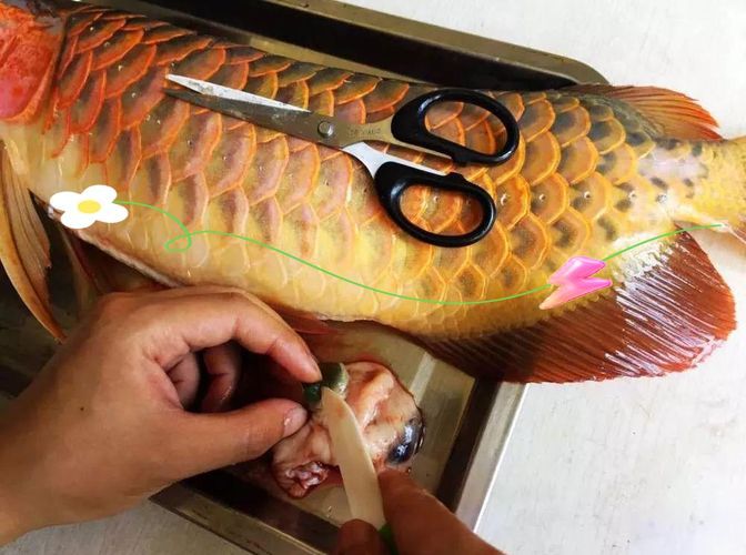 哪些龍魚品種適合吃雞胸肉？，哪些龍魚品種適合吃雞胸肉,