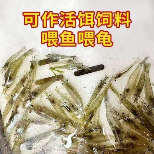 有哪些適合龍魚小苗的餌料？，龍魚小苗喂食指南萌寵訓(xùn)練師嘉佳每日喂食計(jì)劃表