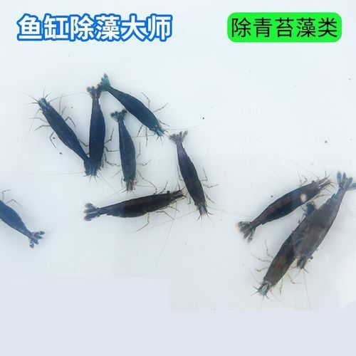 有哪些適合龍魚小苗的餌料？，龍魚小苗喂食指南萌寵訓(xùn)練師嘉佳每日喂食計(jì)劃表