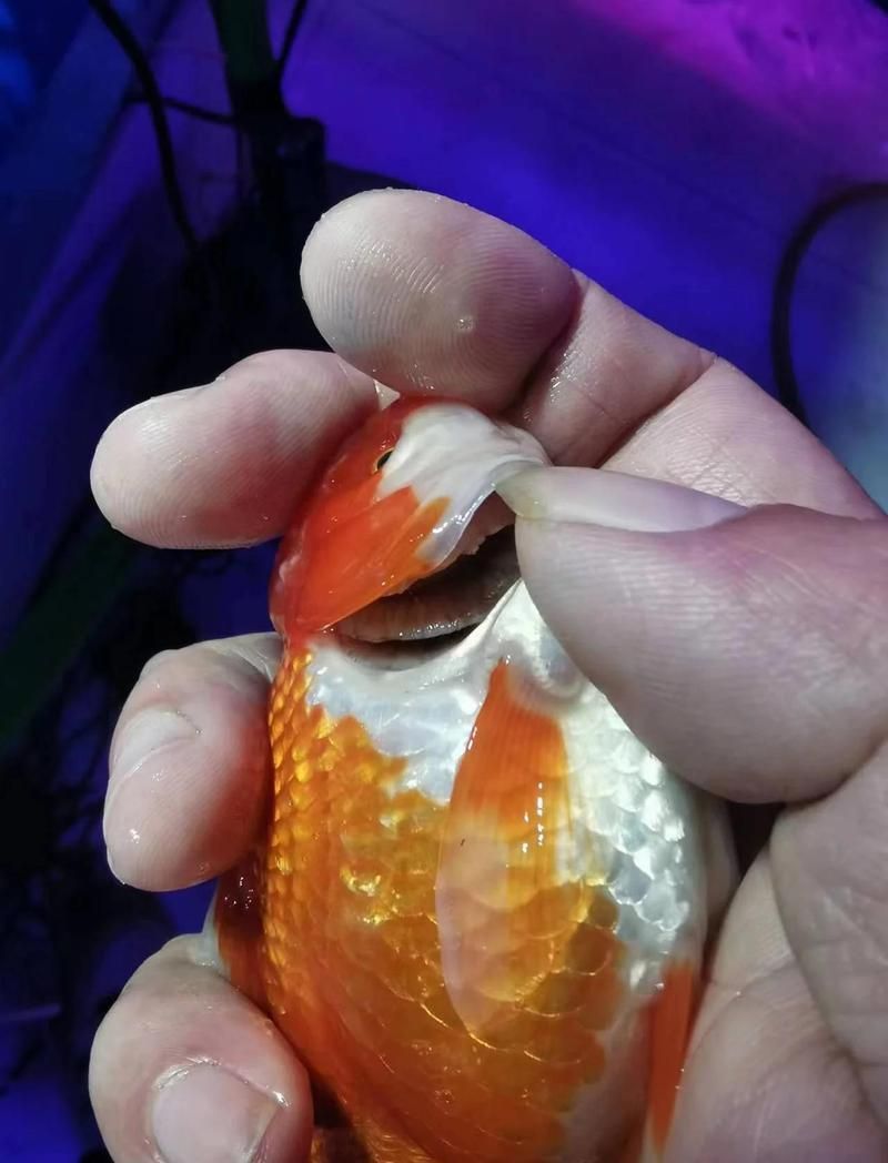 改善水質(zhì)可以緩解爛鰓嗎，改善水質(zhì)可以緩解爛鰓嗎改善水質(zhì)可以緩解爛鰓嗎