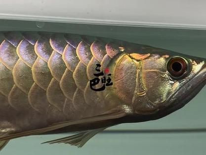 新加坡三巴旺地區有哪些知名的龍魚場？，新加坡三巴旺地區的龍魚場搜索
