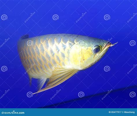 龍魚(yú)浮頭最忌三種東西，導(dǎo)致龍魚(yú)浮頭的最忌三種東西