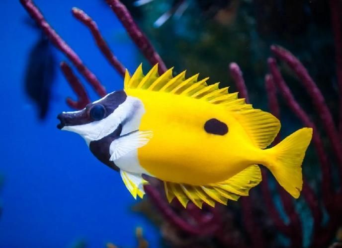 能否提供海水觀賞魚的圖片示例，海水觀賞魚的圖片示例分布于印度洋至太平洋海水觀賞魚的圖片示例