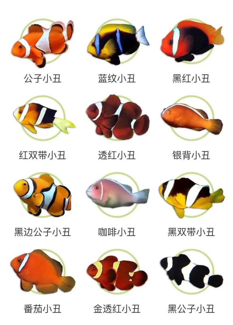能否提供海水觀賞魚的圖片示例，海水觀賞魚的圖片示例分布于印度洋至太平洋海水觀賞魚的圖片示例