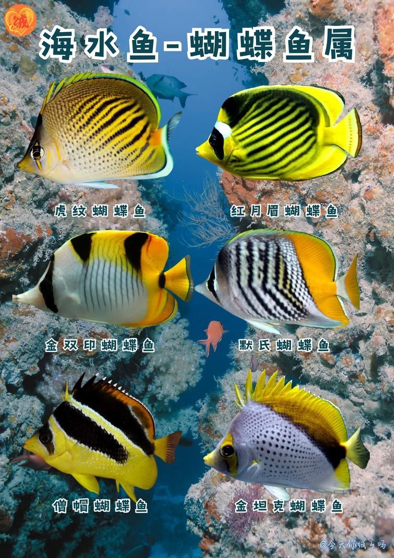 能否提供海水觀賞魚的圖片示例，海水觀賞魚的圖片示例分布于印度洋至太平洋海水觀賞魚的圖片示例