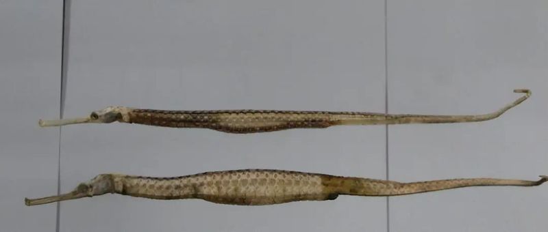 如何挑選新鮮的海龍魚，關于海龍魚的挑選