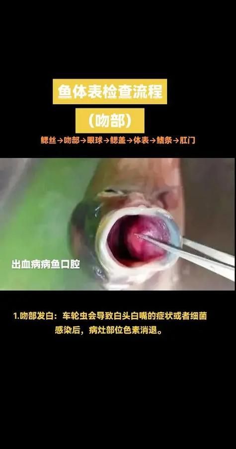 如何挑選新鮮的海龍魚，關于海龍魚的挑選