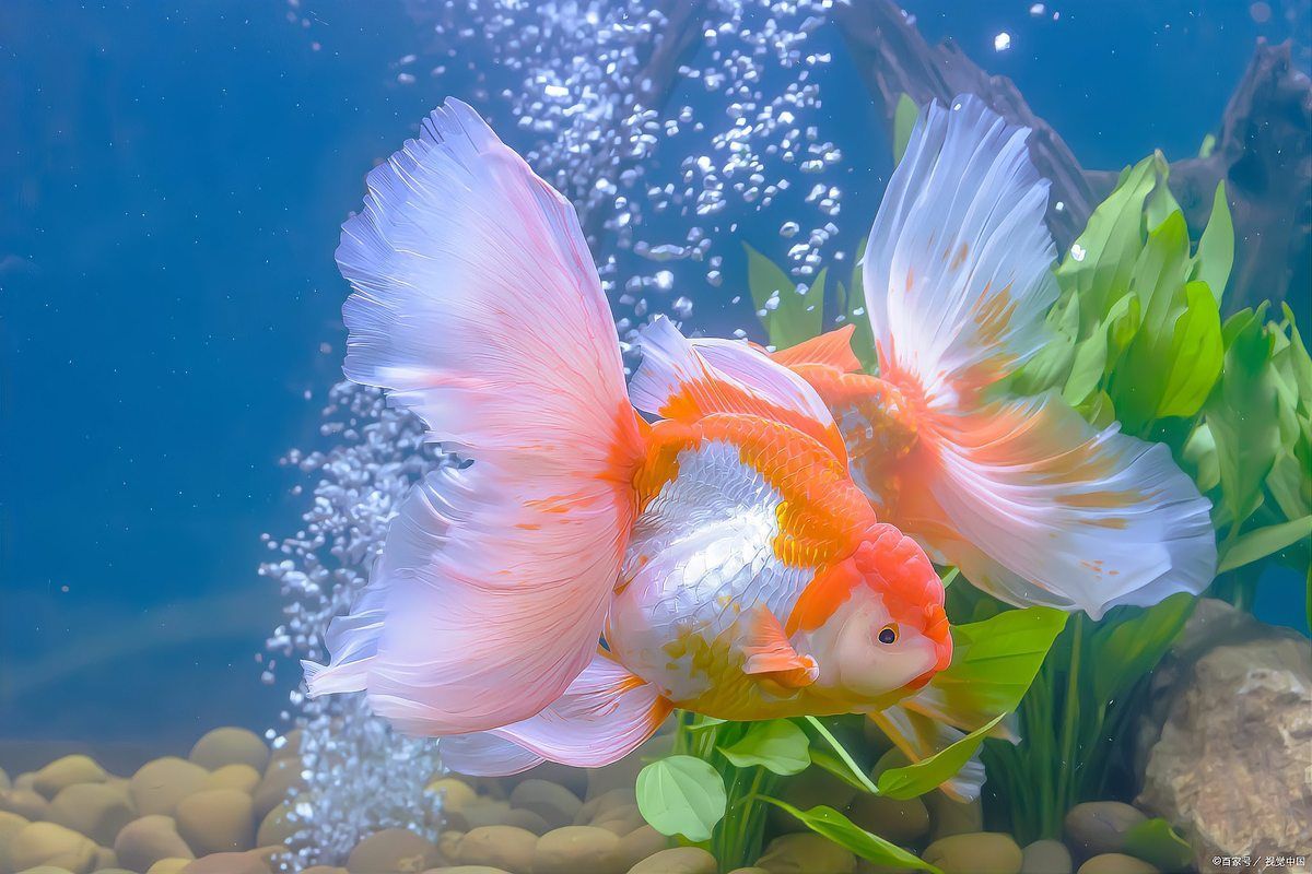如何判斷白玉龍魚是否感染白點病，如何判斷白玉龍魚是否感染白點病（小瓜蟲病）