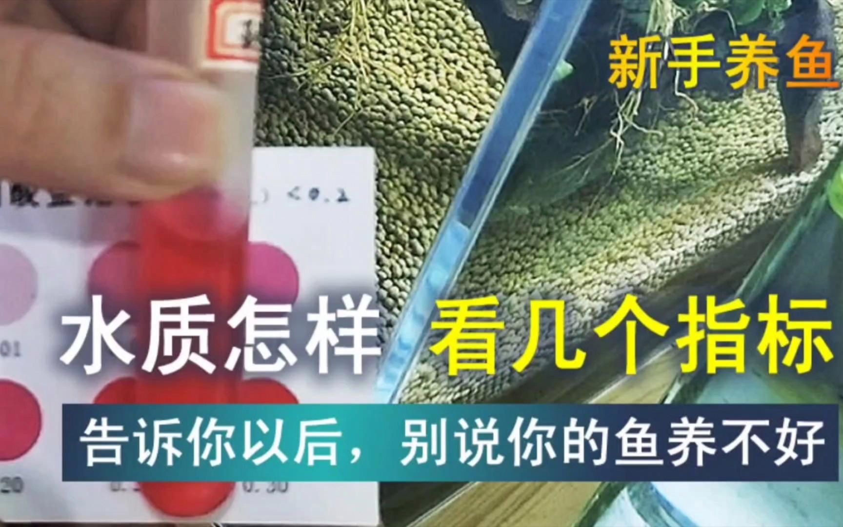 如何改善淡水魚缸的水質(zhì)？，如何改善淡水魚缸水質(zhì)