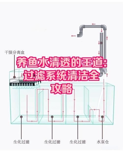 如何改善淡水魚缸的水質？，如何改善淡水魚缸水質