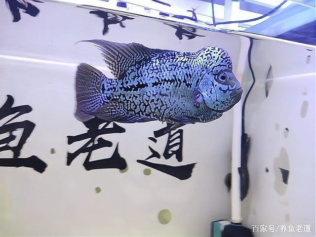 龍魚腸胃炎會(huì)自愈嗎？，如何識(shí)別龍魚腸胃炎