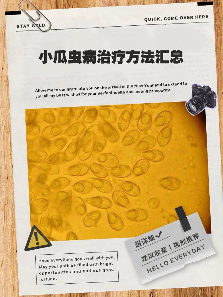 紅龍魚感染小瓜蟲病后如何治療，紅龍魚感染小瓜蟲病后的治療方法（紅龍魚感染小瓜蟲病治療方法）